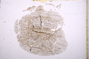 Plane Polarized, E4972