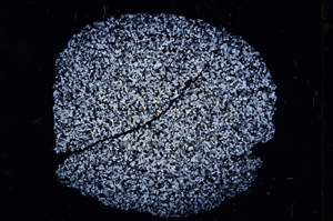 Cross Polarized, E4977
