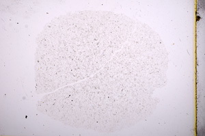 Plane Polarized, E4977
