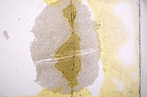 Plane Polarized, E5014