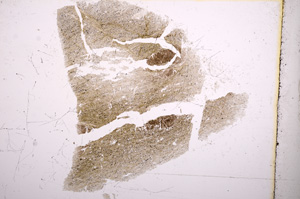 Plane Polarized, E5046