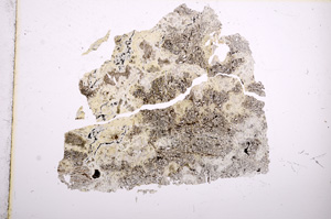 Plane Polarized, E5041