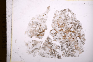 Plane Polarized, E5054