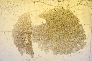 Plane Polarized, E5055