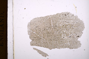 Plane Polarized, E5076