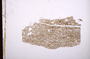 Plane Polarized, E5081
