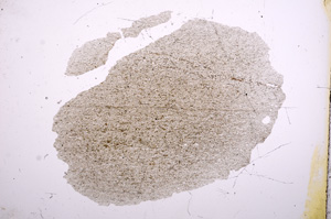 Plane Polarized, E5196