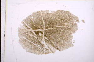 Plane Polarized, E5217
