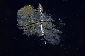 Cross Polarized, E5237