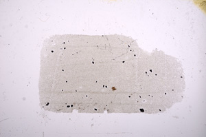 Plane Polarized, E5242