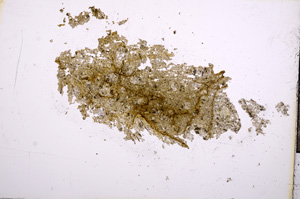 Plane Polarized, E5253