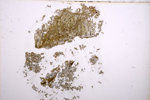 Plane Polarized, E5255