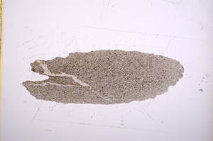 Plane Polarized, E5269