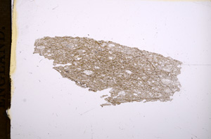 Plane Polarized, E5273