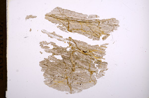 Plane Polarized, E5276