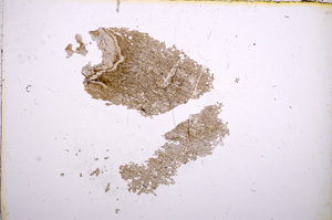 Plane Polarized, E5279