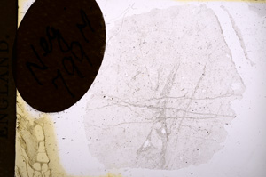 Plane Polarized, E5322