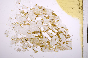 Plane Polarized, E5330