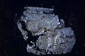 Cross Polarized, E5331
