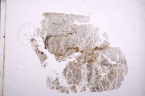 Plane Polarized, E5331