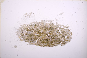 Plane Polarized, E5334