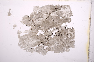 Plane Polarized, E5404