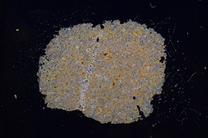 Cross Polarized, E5408