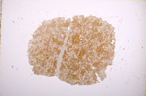 Plane Polarized, E5408