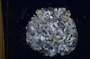 Cross Polarized, E5411