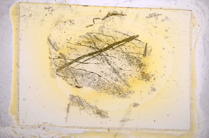 Plane Polarized, E5458