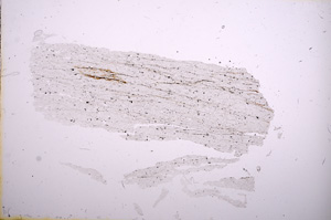 Plane Polarized, E5508