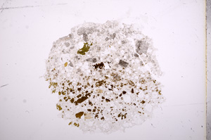 Plane Polarized, E5517