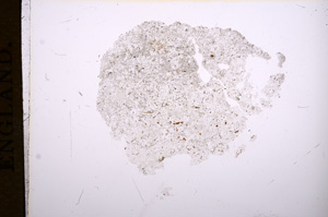 Plane Polarized, E5527