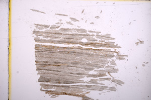 Plane Polarized, E5533