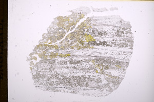 Plane Polarized, E5538