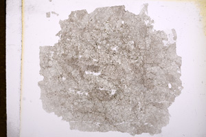 Plane Polarized, E5541