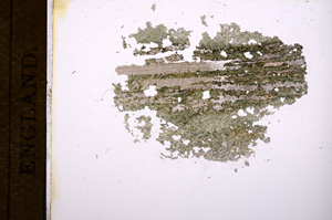 Plane Polarized, E5542