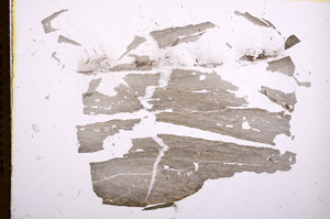 Plane Polarized, E5549