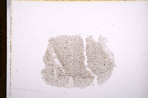 Plane Polarized, E5558