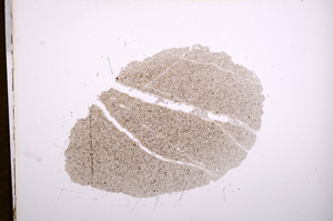 Plane Polarized, E5561
