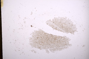 Plane Polarized, E5562