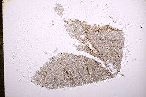 Plane Polarized, E5567