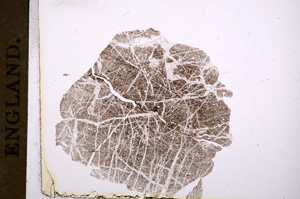 Plane Polarized, E5572
