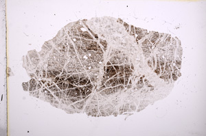Plane Polarized, E5574