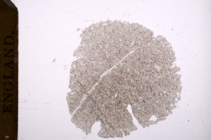 Plane Polarized, E5589