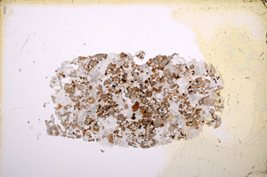 Plane Polarized, E5595