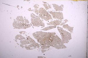 Plane Polarized, E5598
