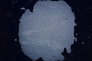 Cross Polarized, E5650