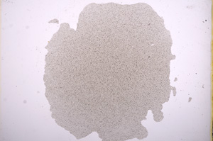 Plane Polarized, E5650