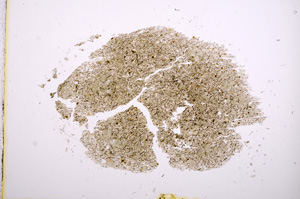 Plane Polarized, E5651